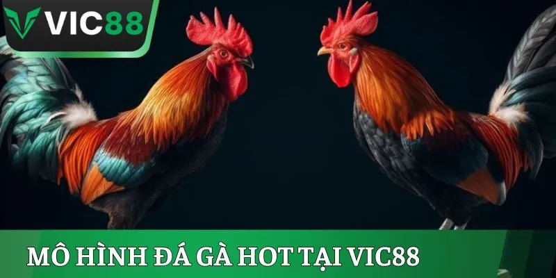 Mô hình đá gà hot tại Vic88